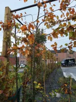 Chantier Cornesse (1)